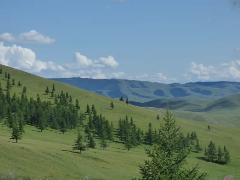 Grüne Hügellandschaft mit Bäumen.