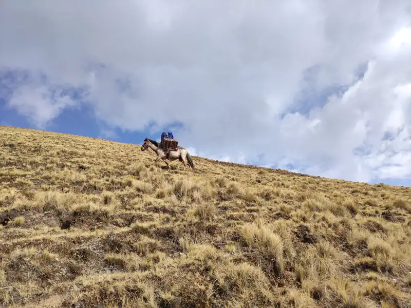 Packpferd trägt Gepäck auf einem Berghang, wahrscheinlich während einer Reise durch bergiges Gelände.