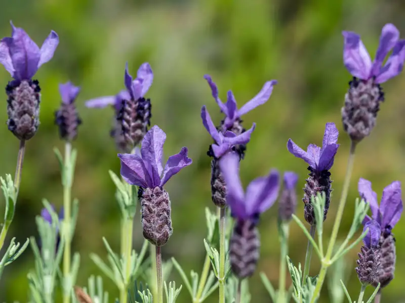 Nahaufnahme von Lavendelblüten.