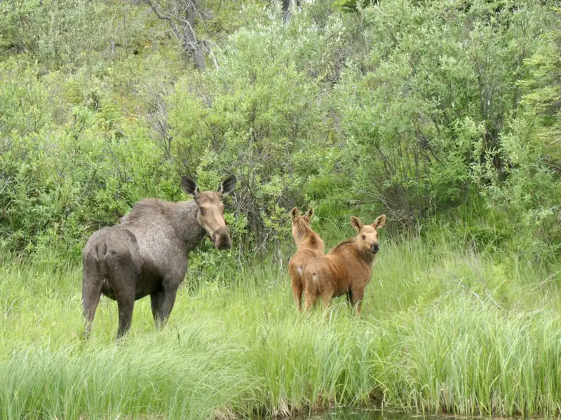 Elchkuh mit zwei Kälbern in ihrem natürlichen Lebensraum.