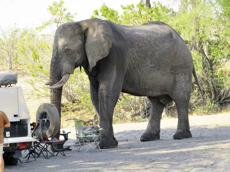 Ein Elefant begegnet einem Safari-Fahrzeug, möglicherweise während einer Wildbeobachtungsfahrt.