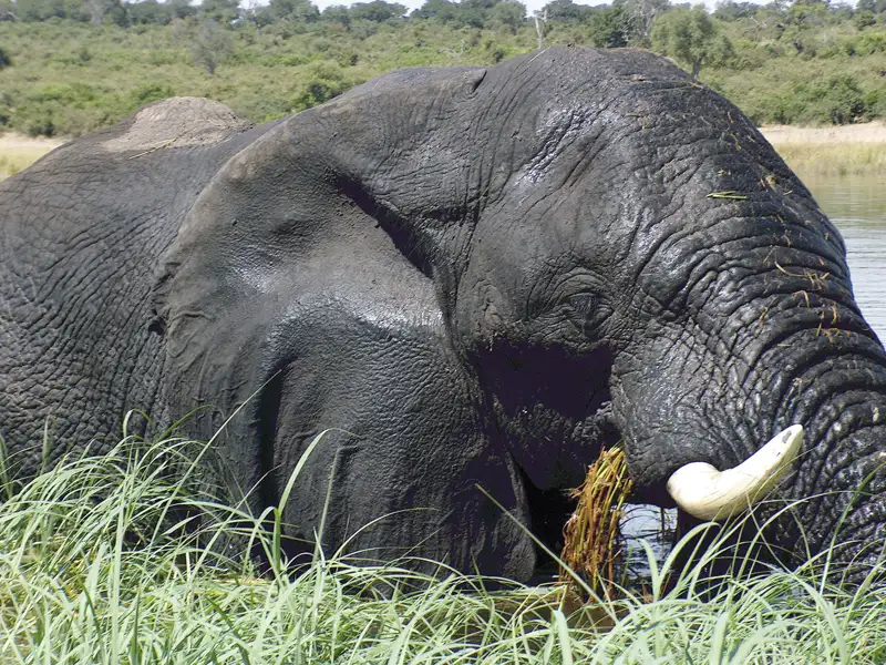 Ein Elefant steht im Wasser und frisst Gras.