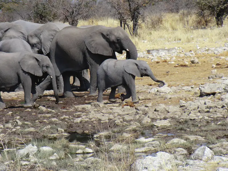 Elefantenherde mit Jungtier in trockenem Flussbett.