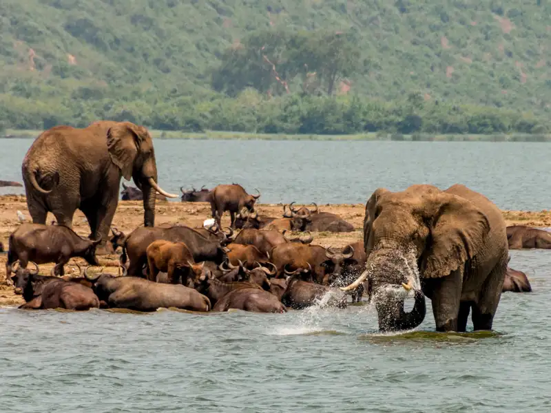 Elefant spritzt Wasser im See, umgeben von Büffeln.