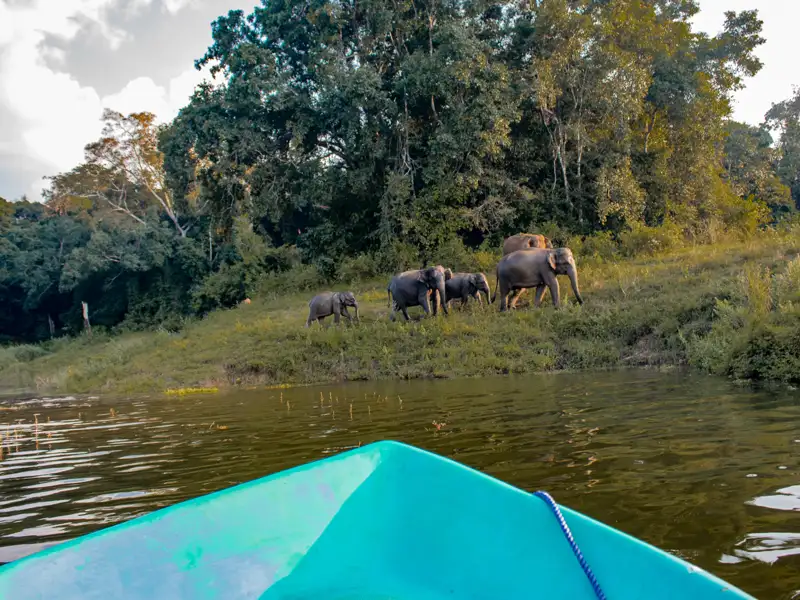 Elefantenherde vom Boot aus beobachtet.