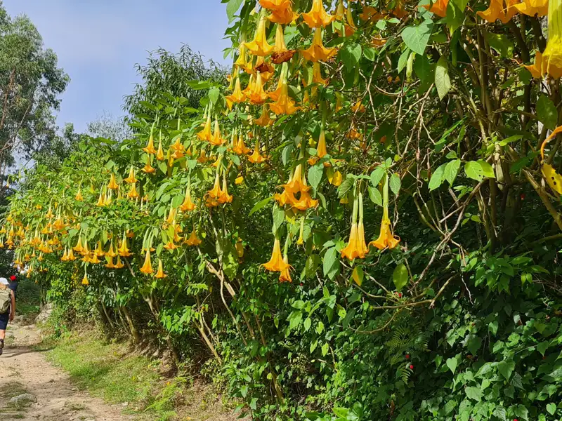 Gelbe, hängende Blüten entlang eines Wanderweges.