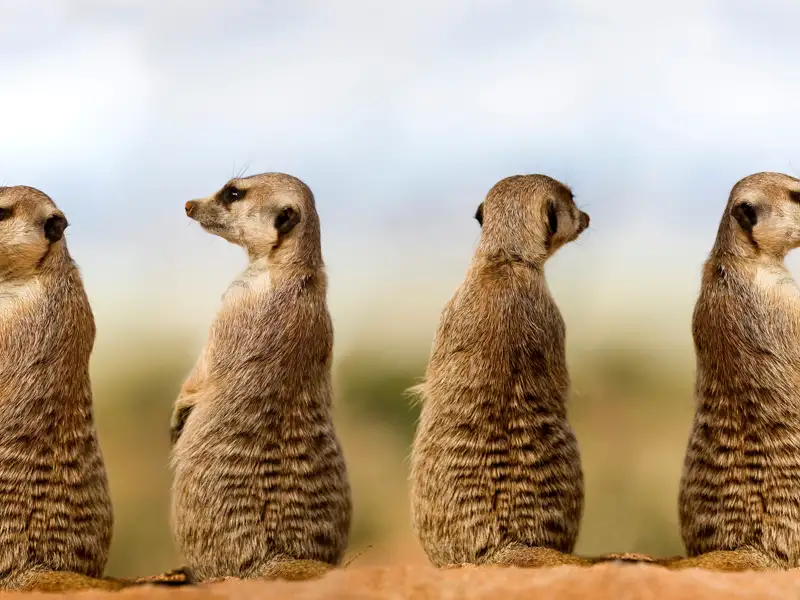 Vier Erdmännchen in der Kalahari-Wüste.