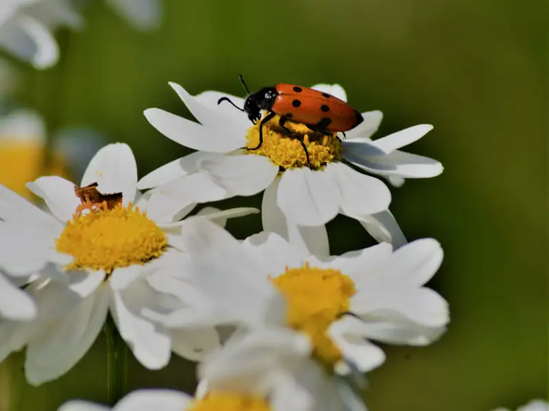 Roter Käfer auf einer weißen Margeritenblüte.