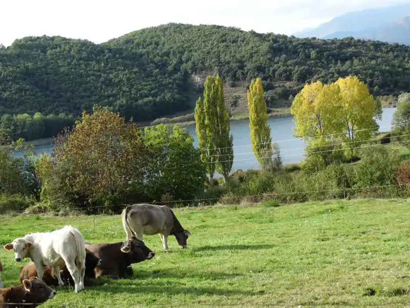 Kühe auf einer Weide am See