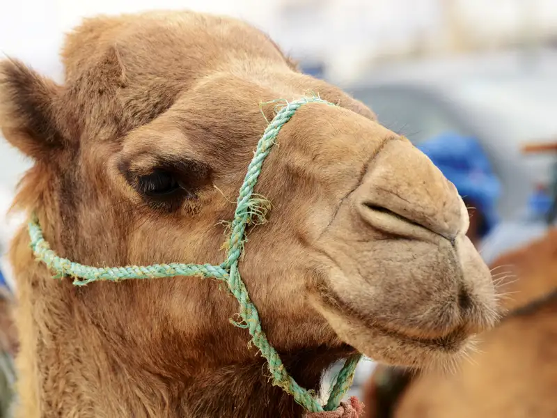 Kamelkopf mit Halfter.
