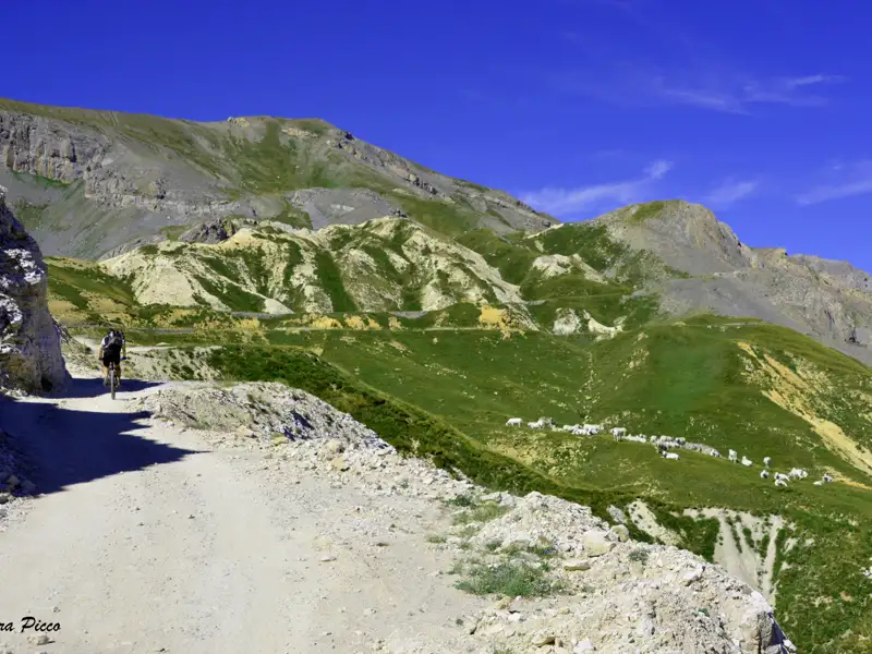 Radfahrer auf Bergstraße mit Schafherde