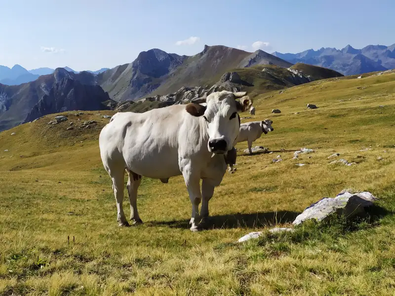 Weiße Kuh mit Glocke auf einer alpinen Weide mit Blick auf die Berge.