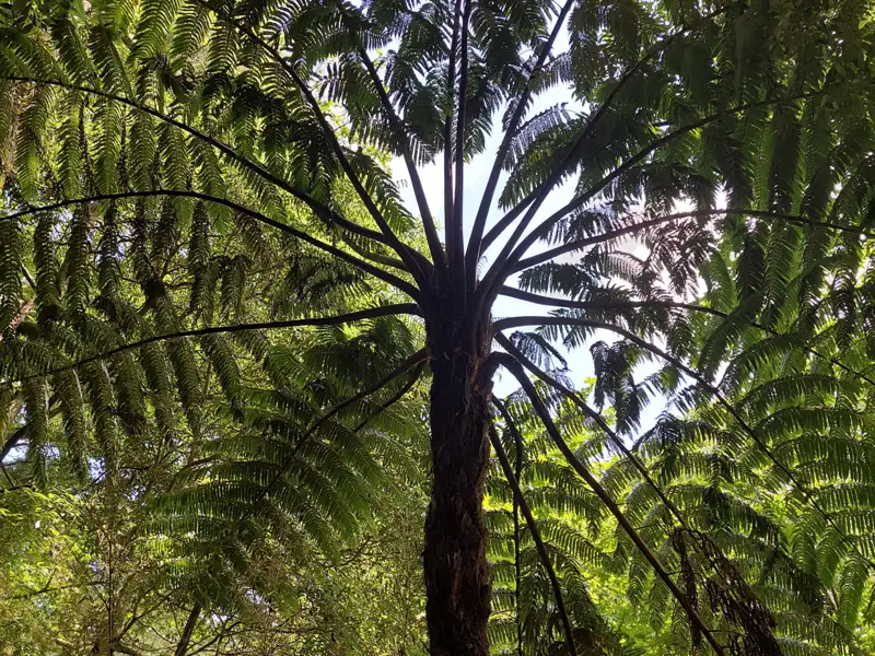 Baumfarn mit sichtbarem Stamm und Krone.