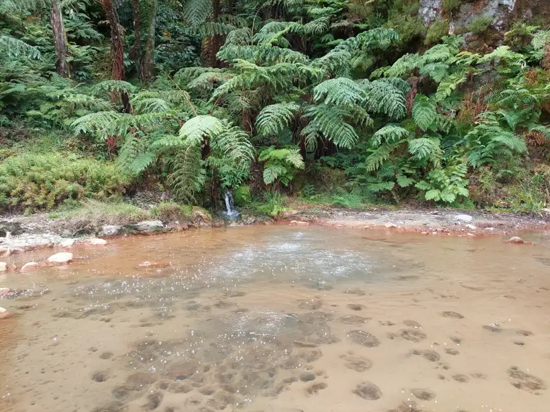 Kleiner Wasserfall, der in einen Bach fliesst, umgeben von Farnen.