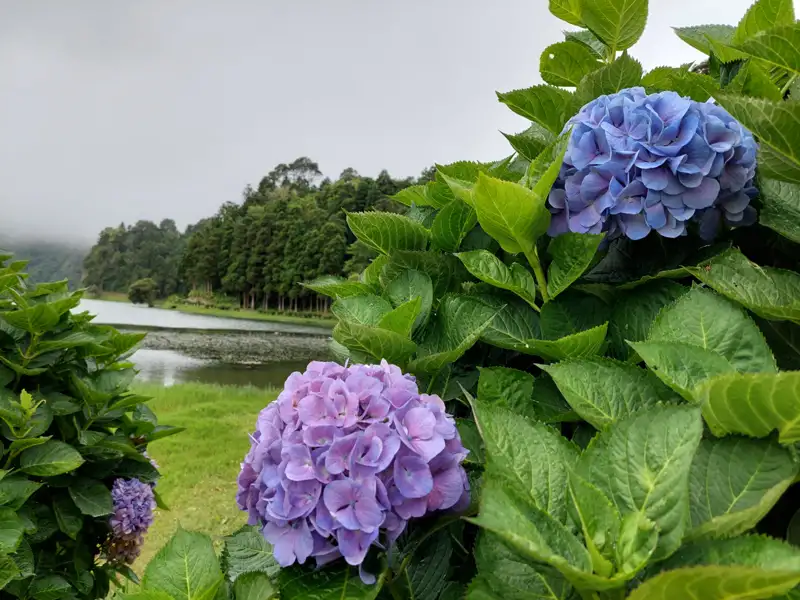 Blühende Hortensien am Seeufer.
