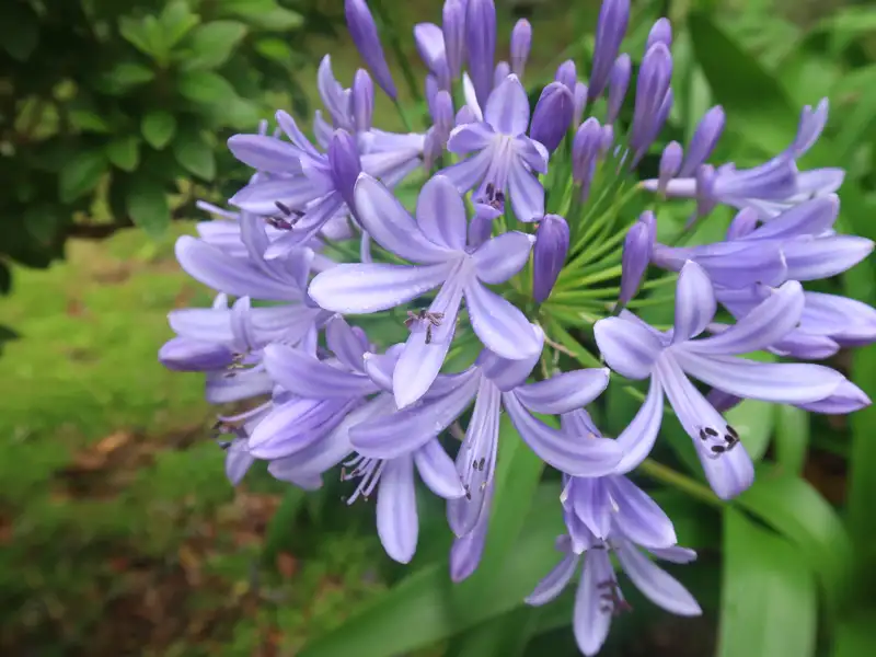 Nahaufnahme von lila Blüten.