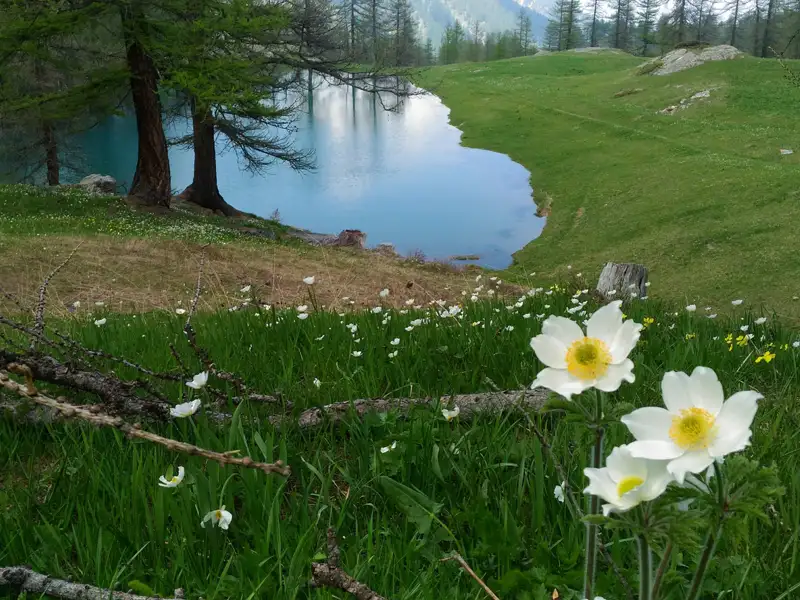 Weiße Bergblumen am Ufer eines blauen Bergsees.