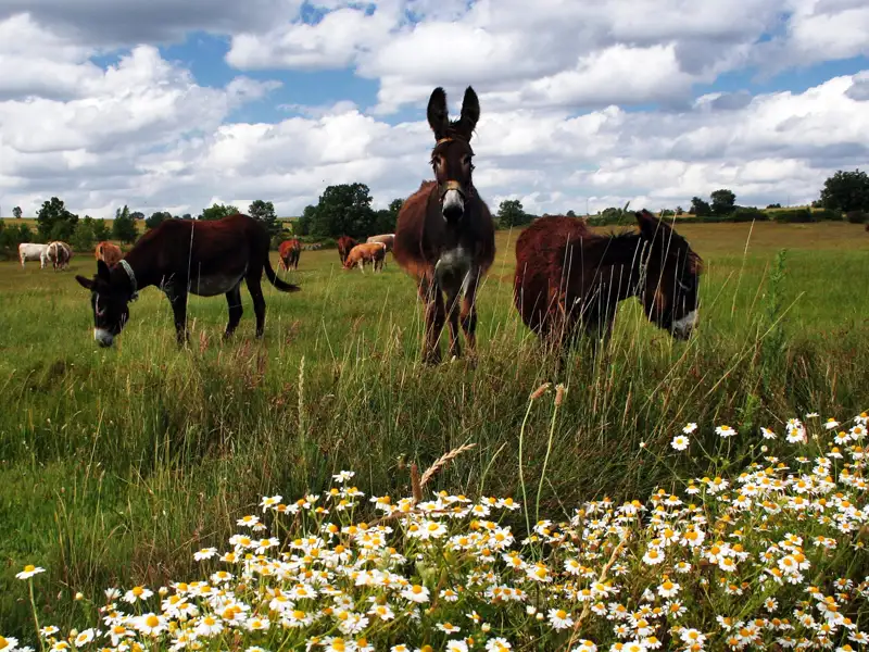 Drei Esel grasen auf einer Wiese mit Gänseblümchen im Vordergrund.