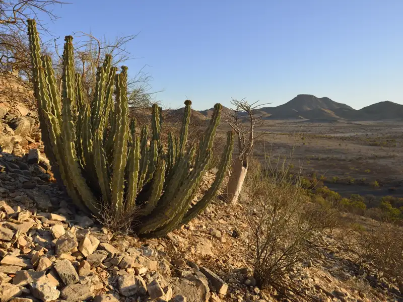Kakteen in einer trockenen, steinigen Landschaft mit Bergen im Hintergrund.