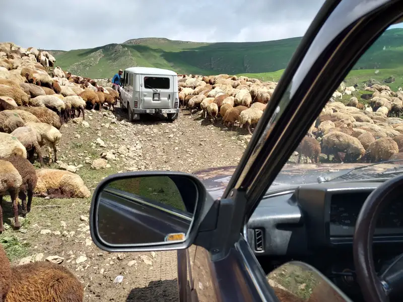 Geländewagen hält auf einer Bergstraße aufgrund einer Schafherde an.