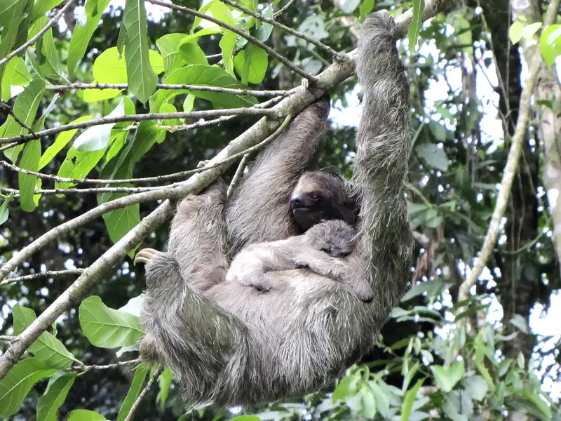 Faultiermutter mit Jungtier im Regenwald