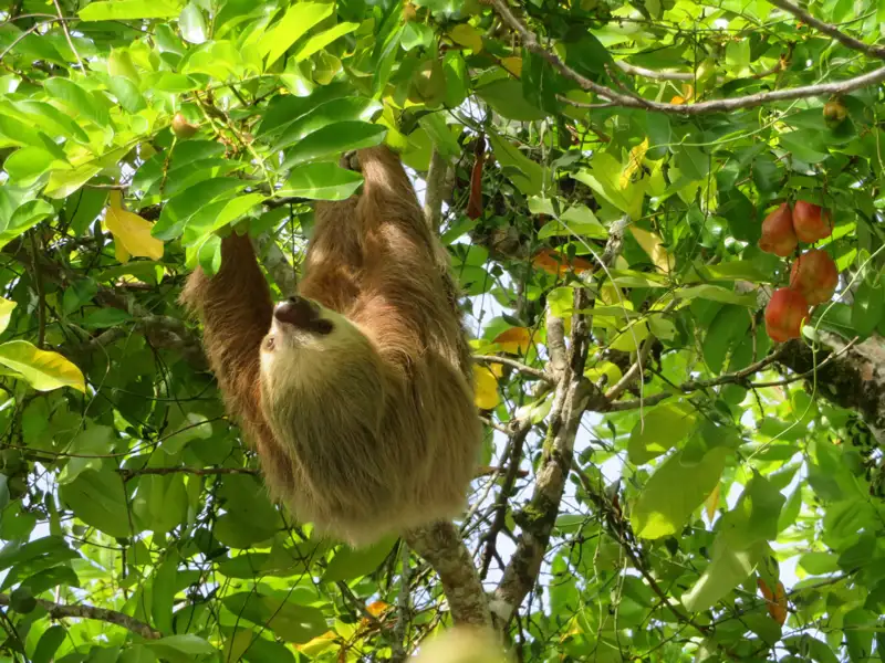 Ein Faultier hängt kopfüber im Baum.