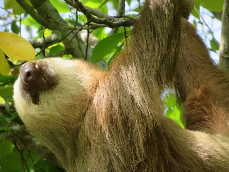 Faultier hängt an einem Ast