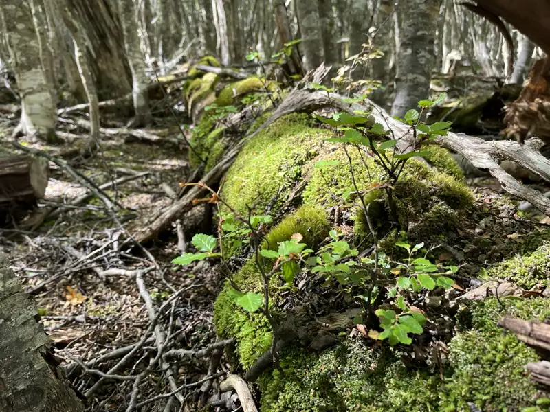 Moosbewachsener Baumstamm im Wald.