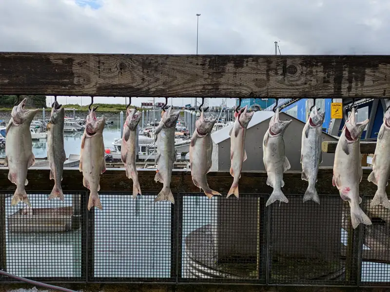 Fische hängen zum Trocknen am Hafen.