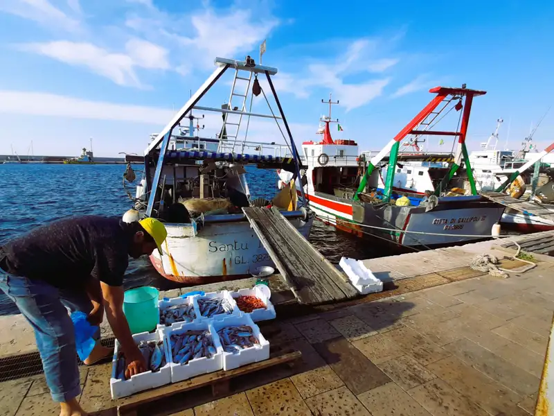 Fischer sortiert frisch gefangenen Fisch am Hafenkai.