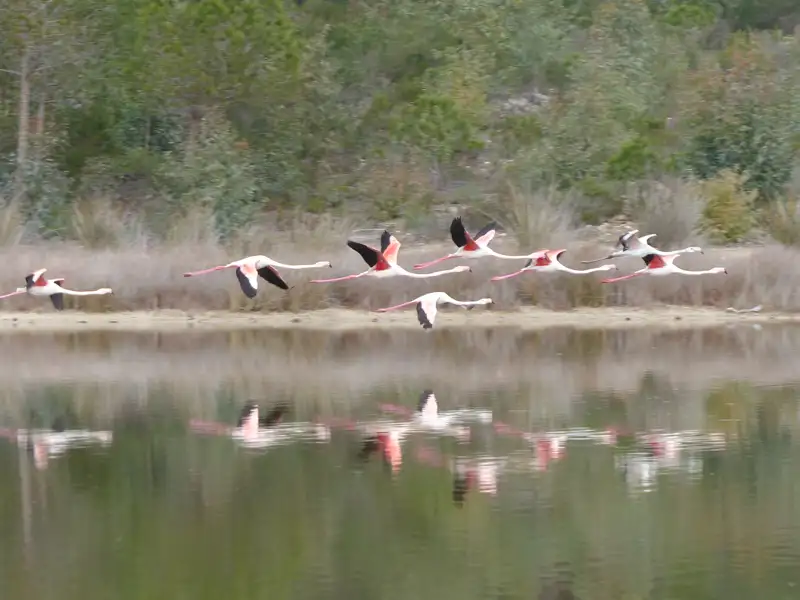 Flamingos fliegen über ein Gewässer.