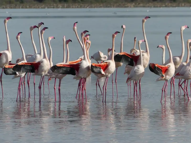 Flamingos im Wasser.