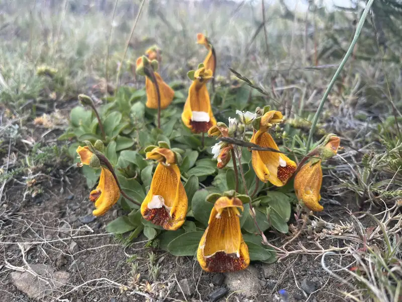 Orangefarbene Blumen, die auf der Reise gefunden wurden.