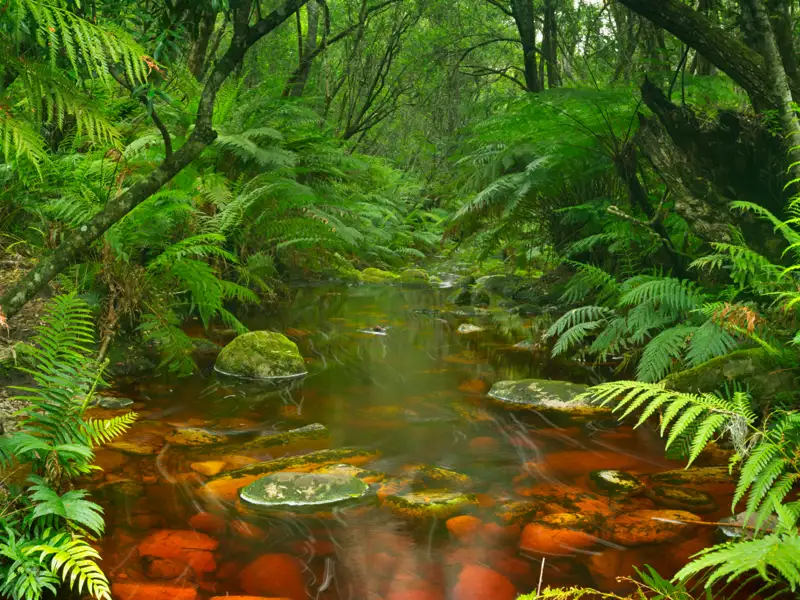 Bachlauf im Farnwald mit rötlichem Bachbett.
