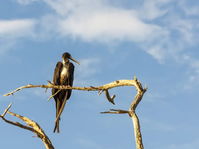 Fregattvogel auf einem Ast
