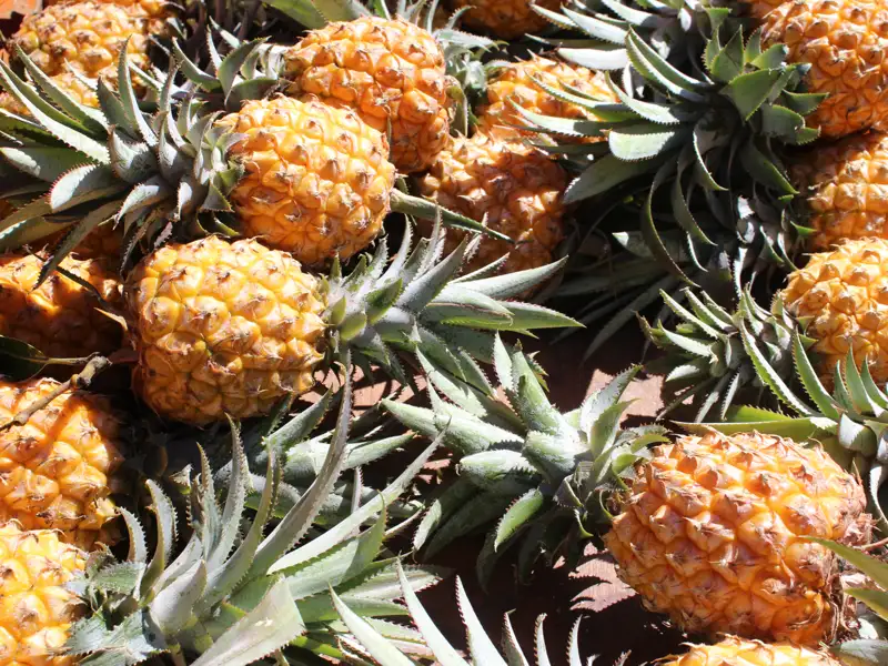 Frisch geerntete Ananas, bereit zum Verkauf.