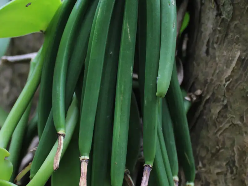Frische grüne Vanilleschoten an der Pflanze vor der Ernte.