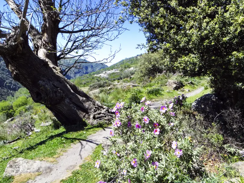 Wanderweg mit blühenden Pflanzen und Blick auf ein Bergdorf.