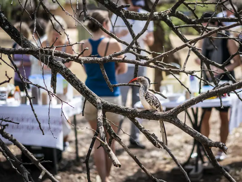 Ein Rotbüschel-Hornvogel auf einem Ast während einer Reisepause am Picknicktisch.