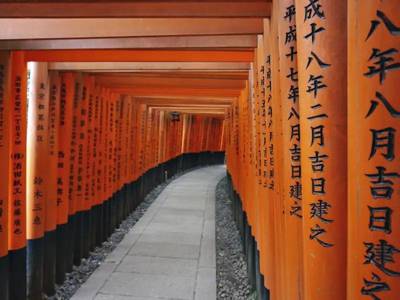Torii-Tore mit japanischen Inschriften, die Daten und Stifternamen enthalten könnten,  bilden einen Pfad.
