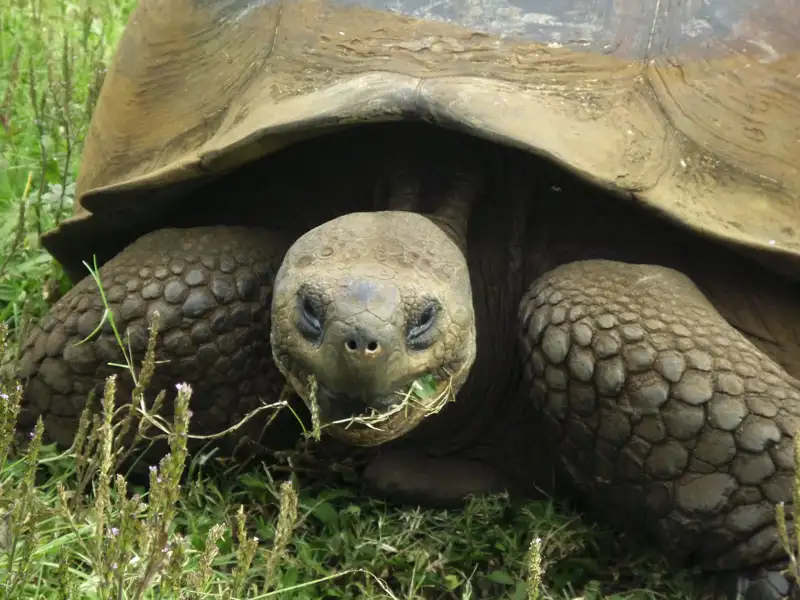 Galapagos-Riesenschildkröte beim Fressen von Vegetation.