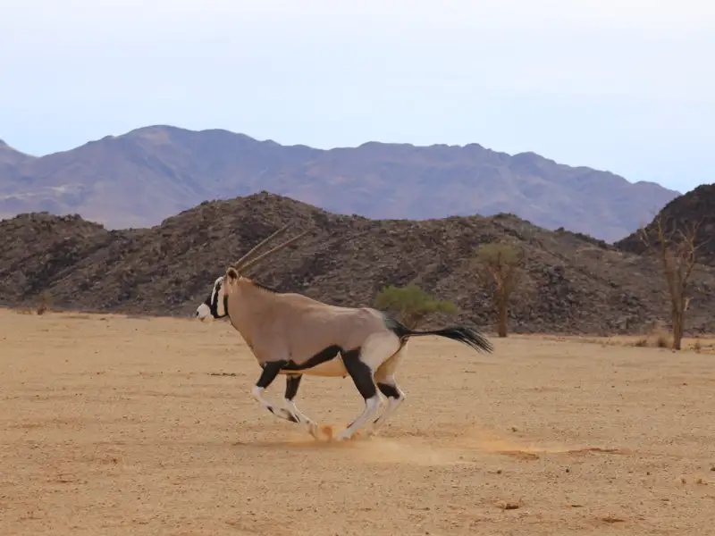 Gemsbock rennt durch die Wüste vor bergigem Hintergrund.