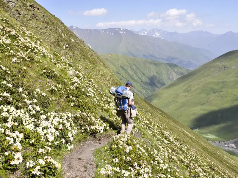 Wanderer auf einem Bergpfad inmitten blühender Alpenrosen.