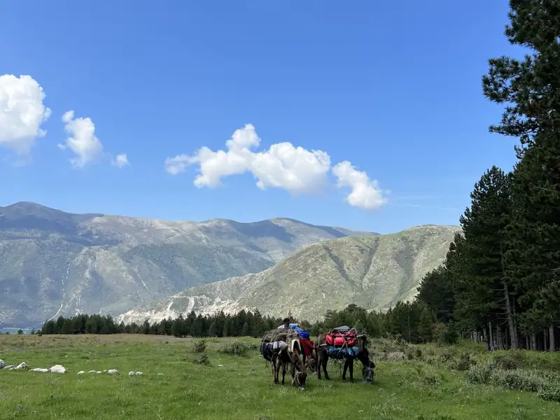 Packesel mit Gepäck auf einer Bergwiese während einer Reise.