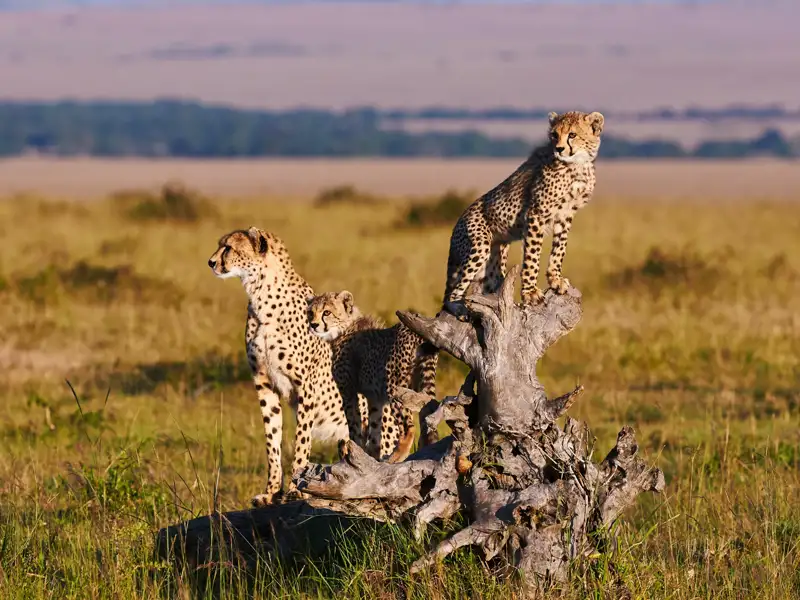 Gepardenfamilie, bestehend aus Mutter und Jungen, auf einem Baumstamm in der Savanne. Sie beobachten aufmerksam ihre Umgebung.