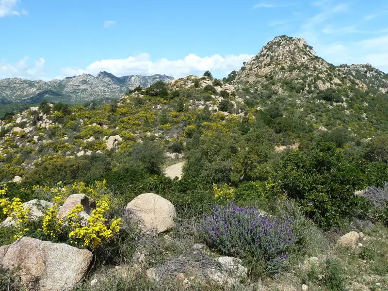 Hügelige Landschaft mit blühender Vegetation und Felsformationen.