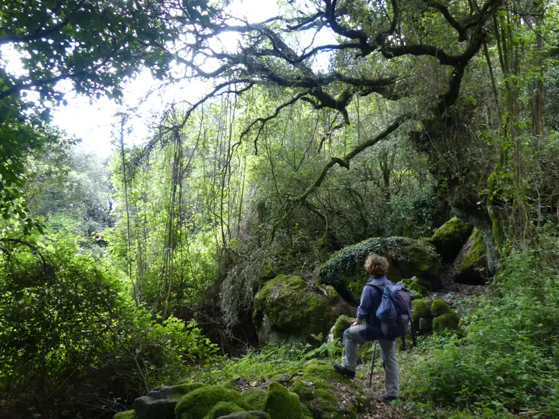 Wanderer auf einer Waldwanderung, umgeben von dichter Vegetation und moosbewachsenen Felsen.
