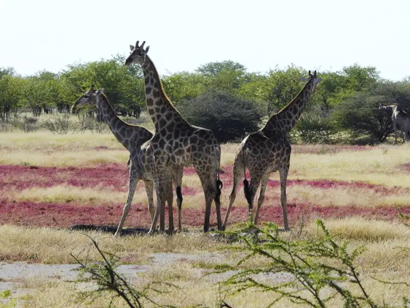 Drei Giraffen in ihrem natürlichen Lebensraum.