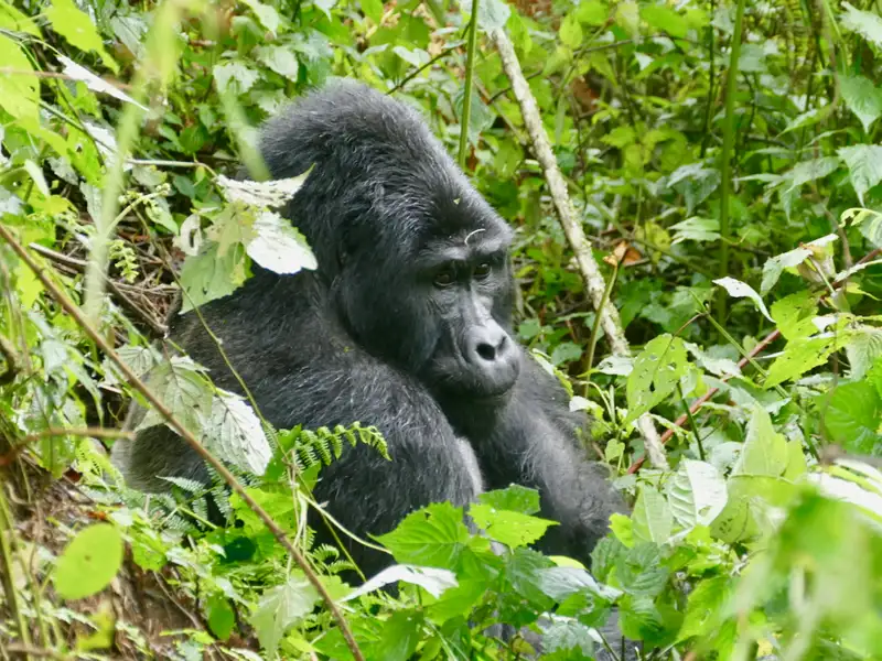 Berggorilla in seinem natürlichen Lebensraum.