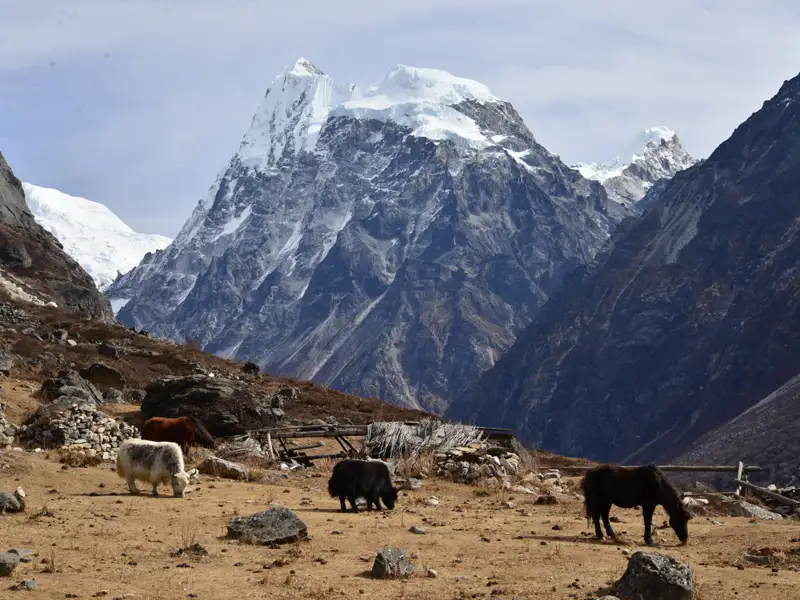 Yaks und Pferd auf einer Hochgebirgsweide mit schneebedecktem Bergpanorama